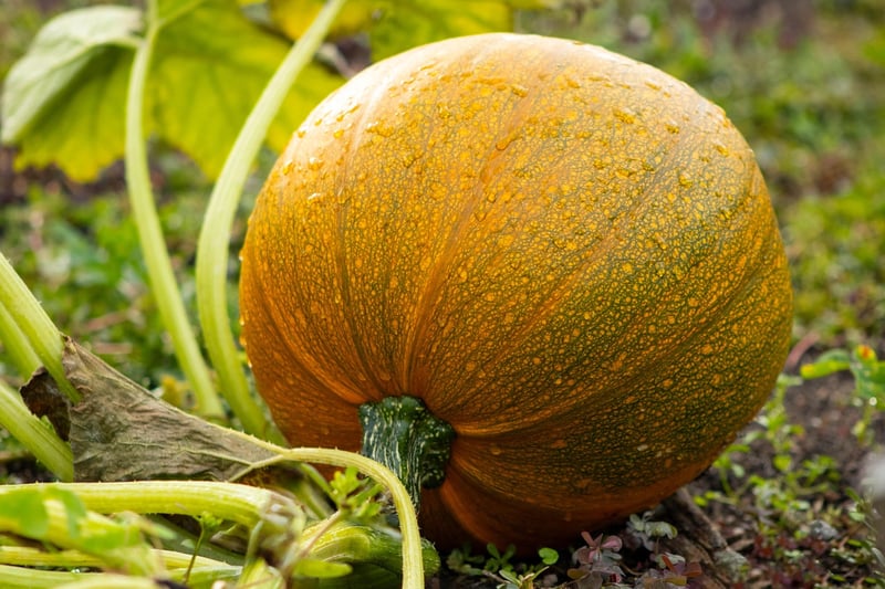 Squash